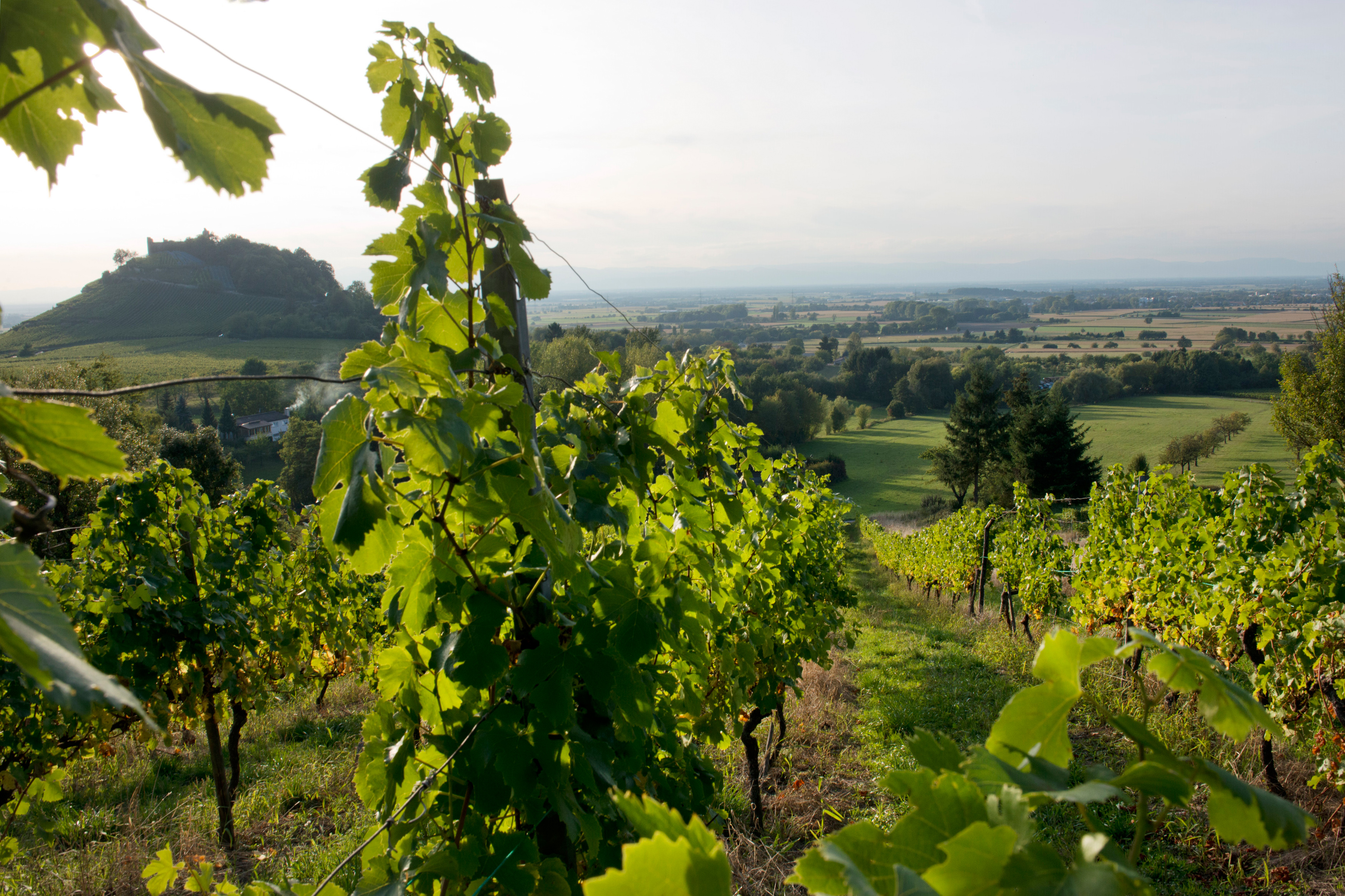 Ausblick während eines Spaziergangs auf der Bad Krozinger Rebbergrunde - Foto: KWA / Anton Krämer