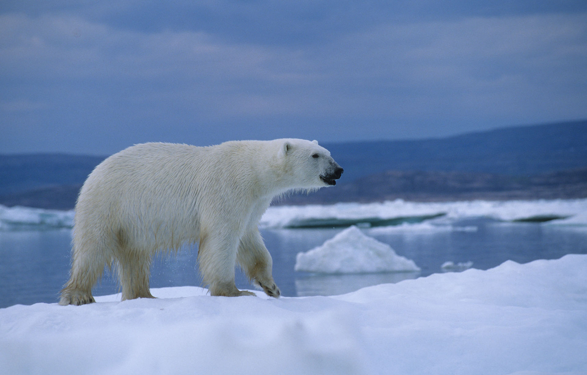 Eisbär in der Wager Bay (Ukkusiksalik-Nationalpark in Kanada) - Foto: Ansgar Walk