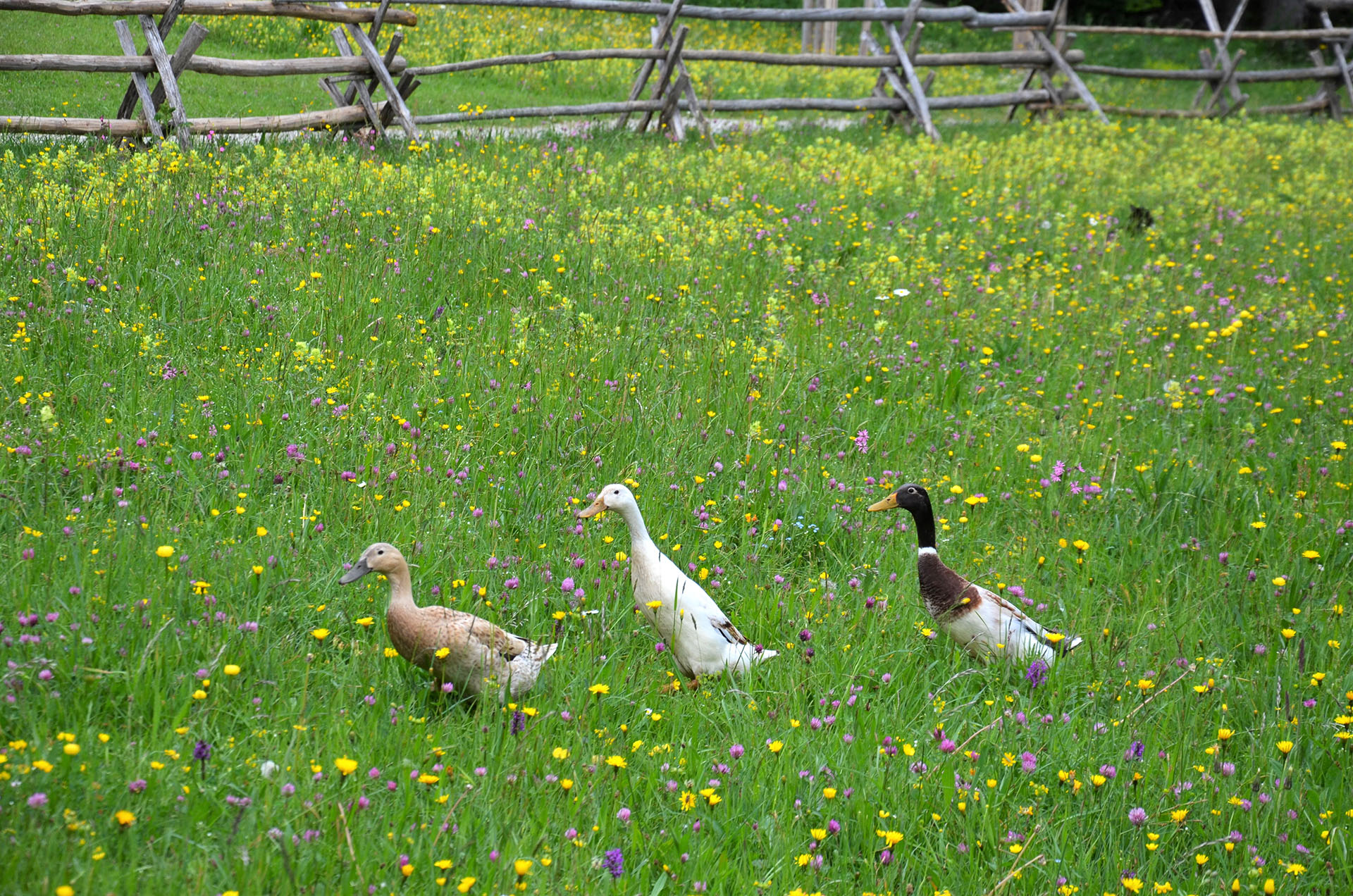 Auch den Laufenten scheint die Idylle in Schliersee zu gefallen